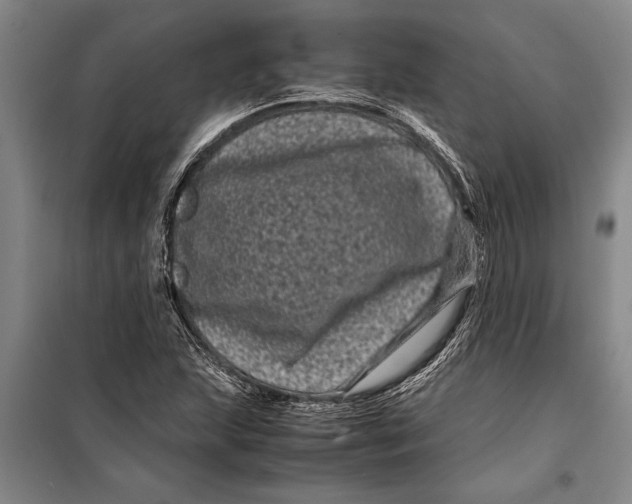 X0000099431215200805301421