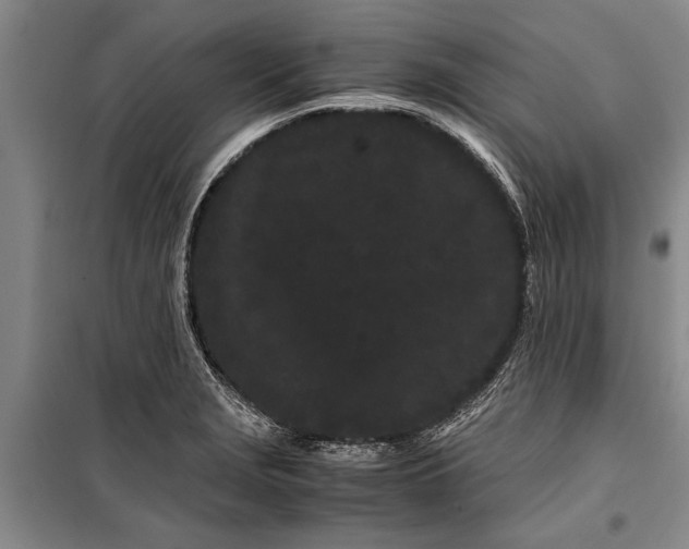 X0000099431229200805301422