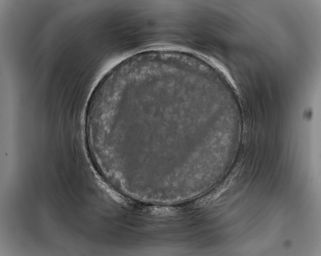 X0000099431231200805301422