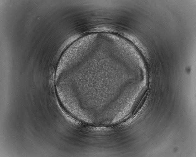 X0000099431233200805301422