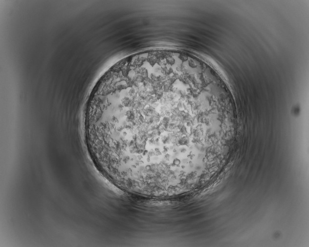 X0000099431243200805301422