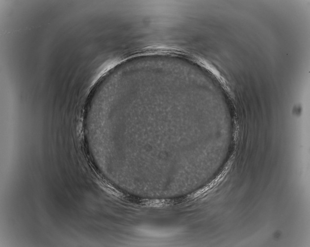 X0000099431259200805301421