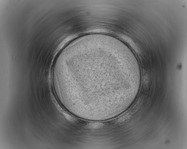 X0000099431282200805301421