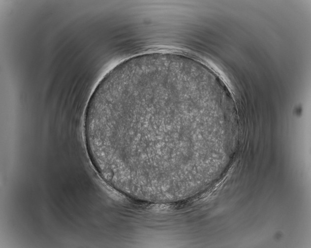 X0000099431283200805301421