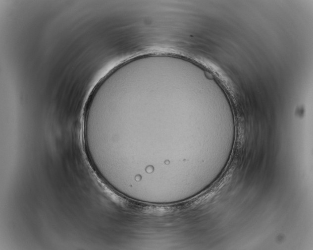 X0000099431286200805301421