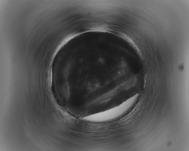 X0000099431323200805301420