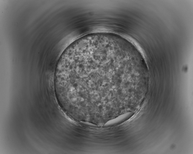 X0000099431337200805301420