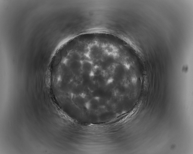 X0000099431358200805301420