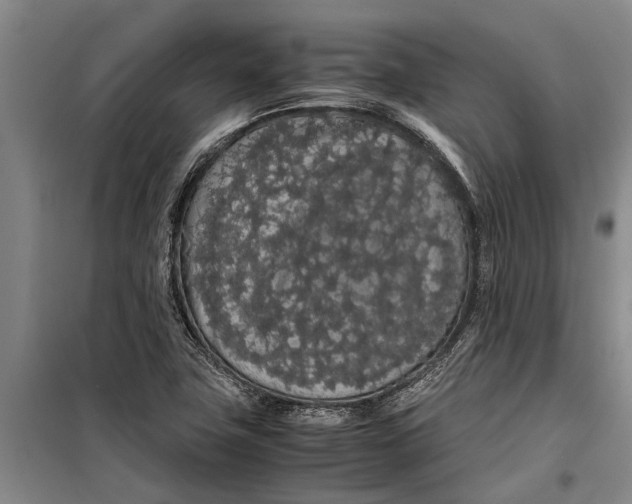 X0000099431411200805301419