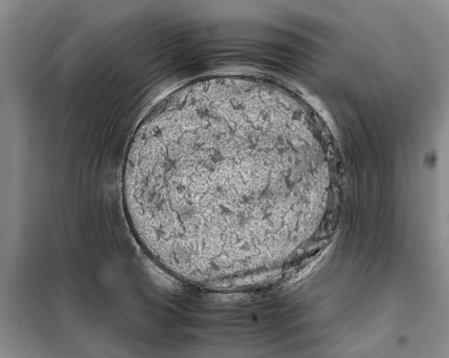 X0000099431425200805301419