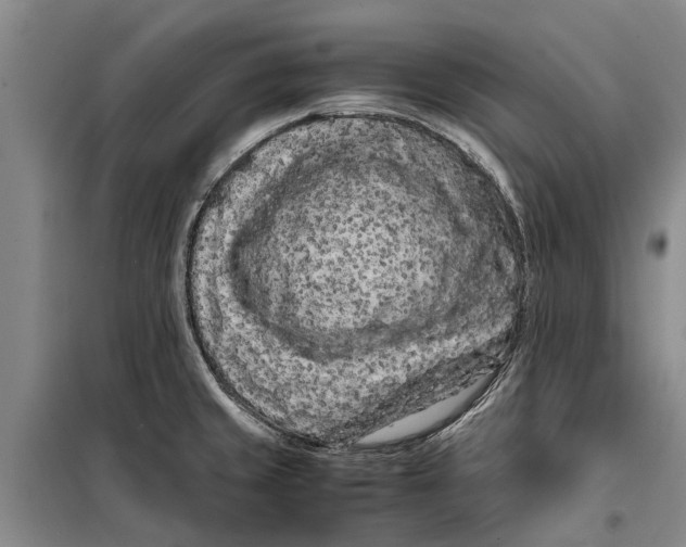 X0000099431429200805301419