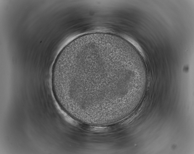 X0000099431439200805301419