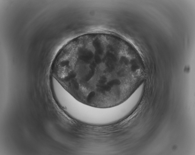 X0000099431463200805301418