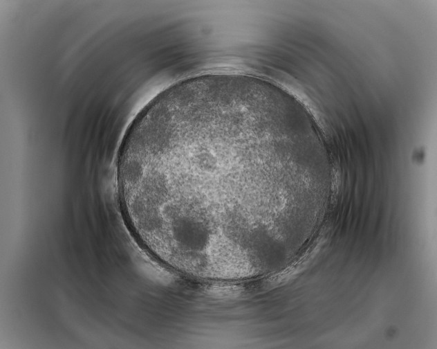 X0000099431466200805301418