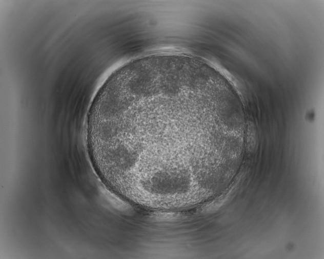 X0000099431474200805301418