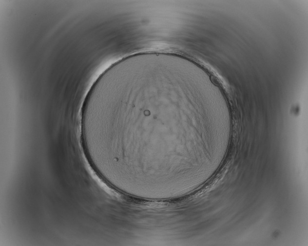 X0000099431479200805301418