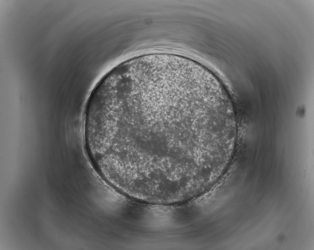 X0000099431514200805301418