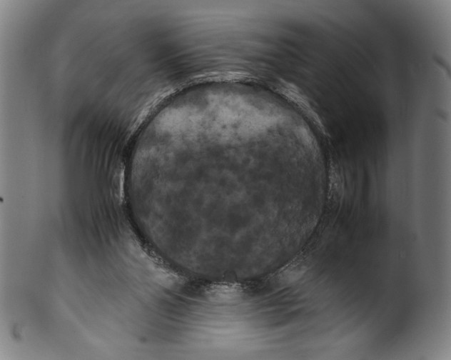 X0000099430110200806061029