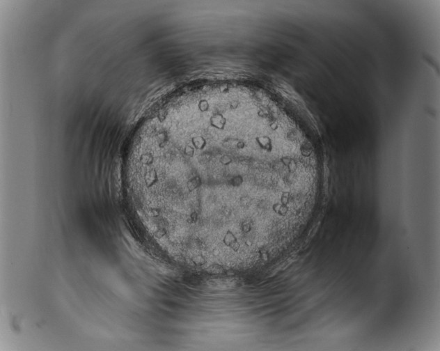 X0000099430202200806061028