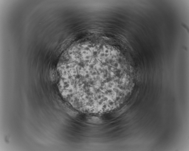 X0000099430285200806061027