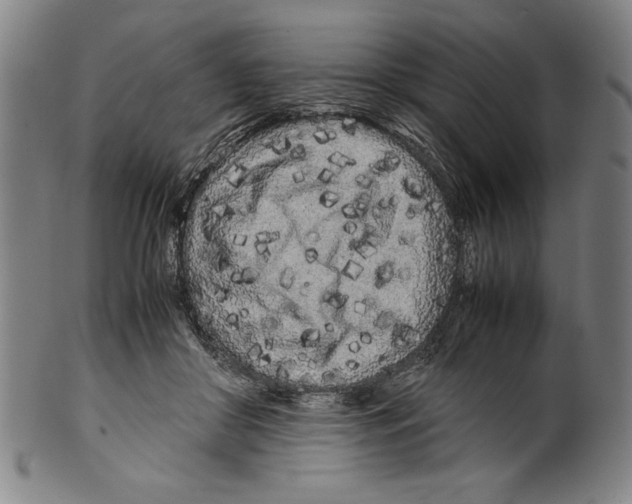 X0000099430410200806061024