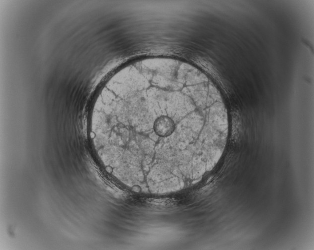 X0000099430584200806061021