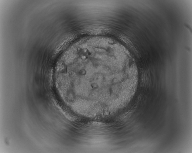 X0000099430590200806061021