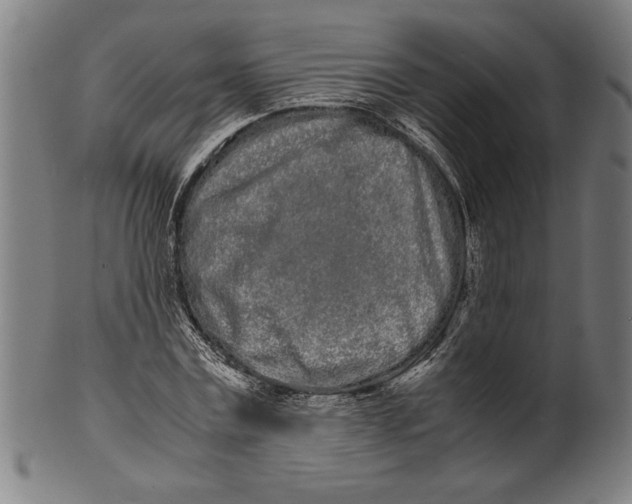 X0000099430779200806061018