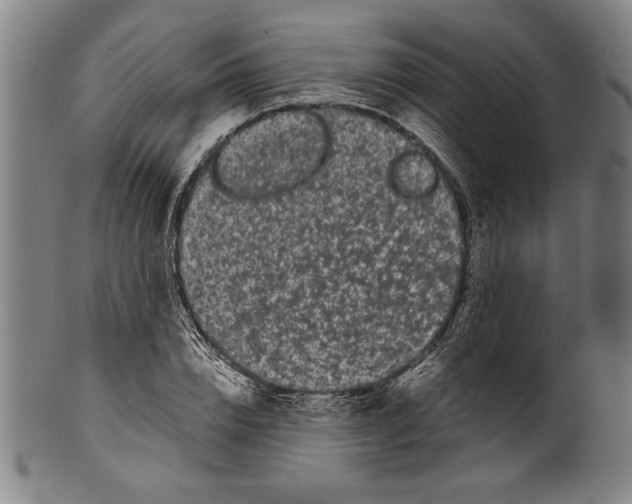 X0000099430832200806061017