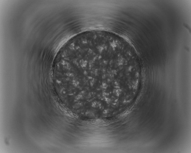 X0000099430879200806061017