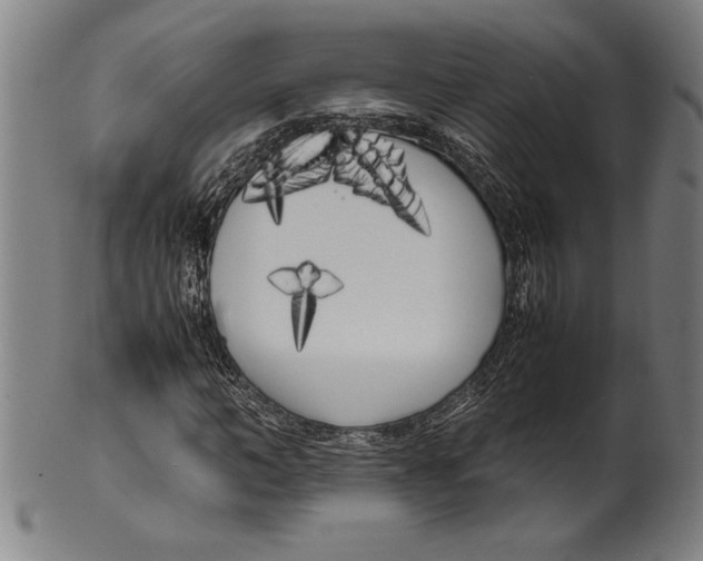 X0000099430966200806061015