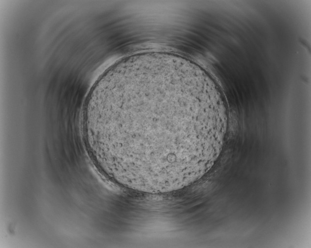 X0000099431098200806061013