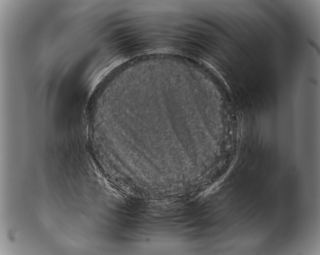 X0000099431117200806061012