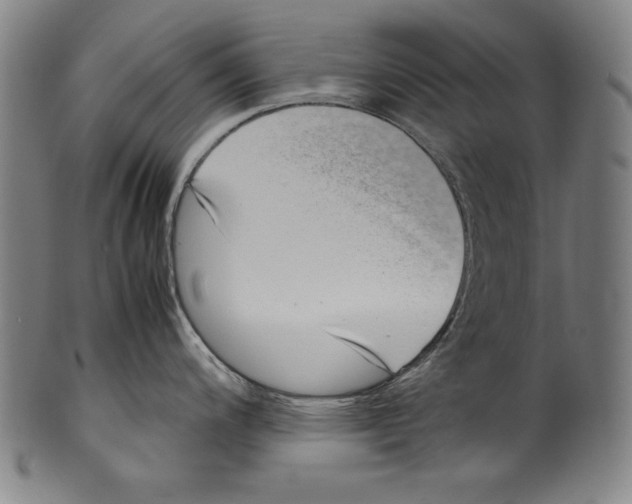 X0000099431200200806061011