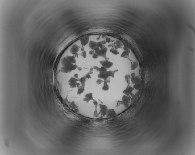 X0000099431274200806061010