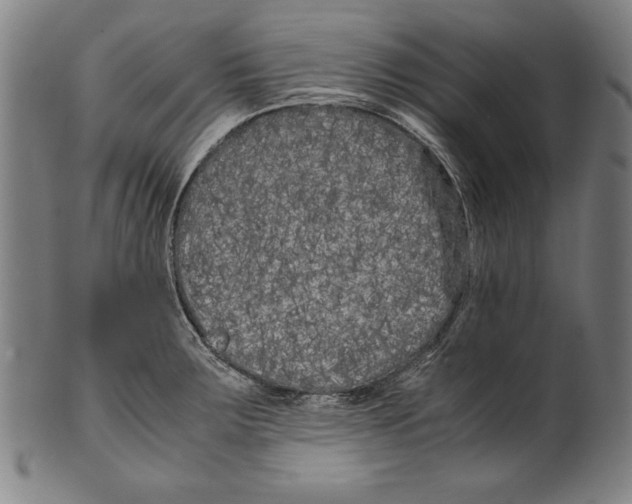 X0000099431283200806061010