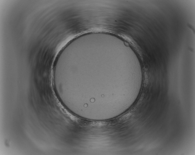 X0000099431286200806061010