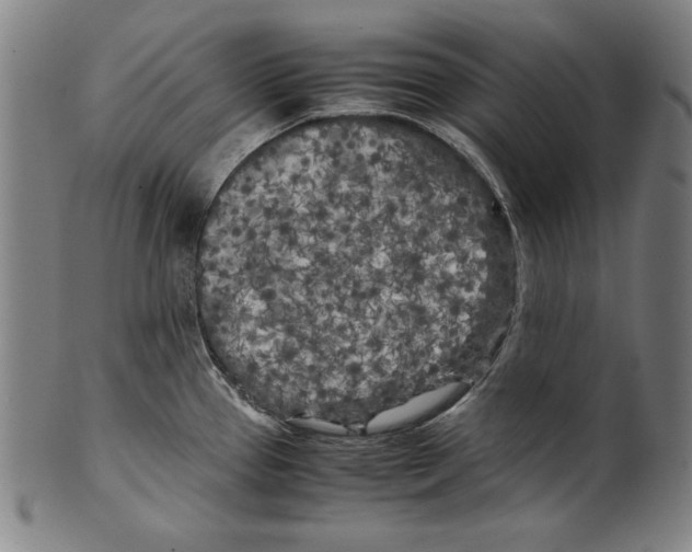 X0000099431337200806061010