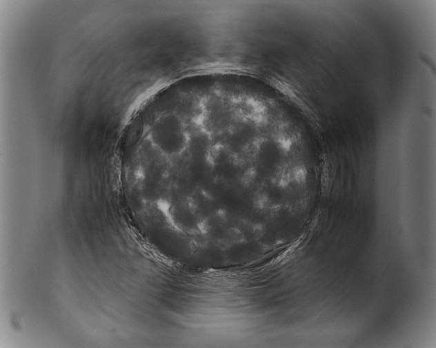 X0000099431358200806061009