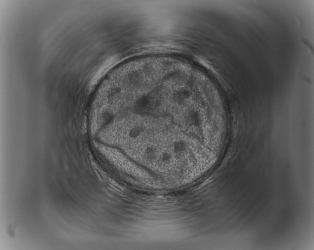 X0000099431459200806061007