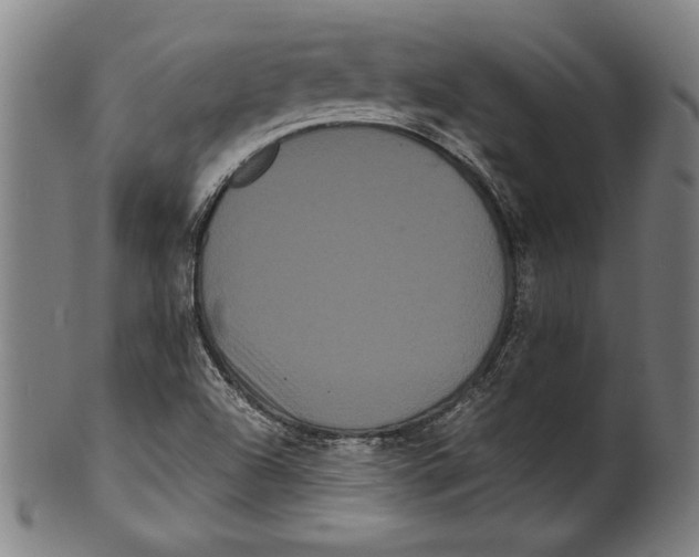 X0000099431504200806061006