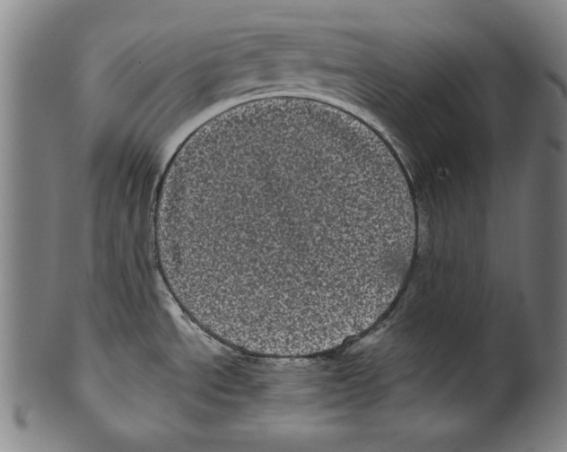 X0000099431534200806061007