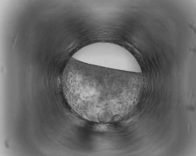 X0000099440523200805090750