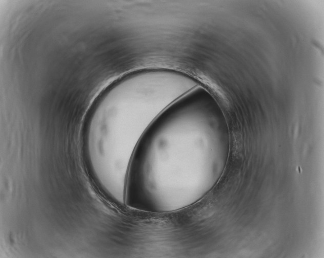 X0000099440580200805090750