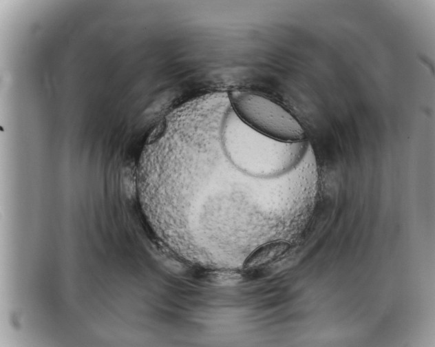 X0000099440719200805090748