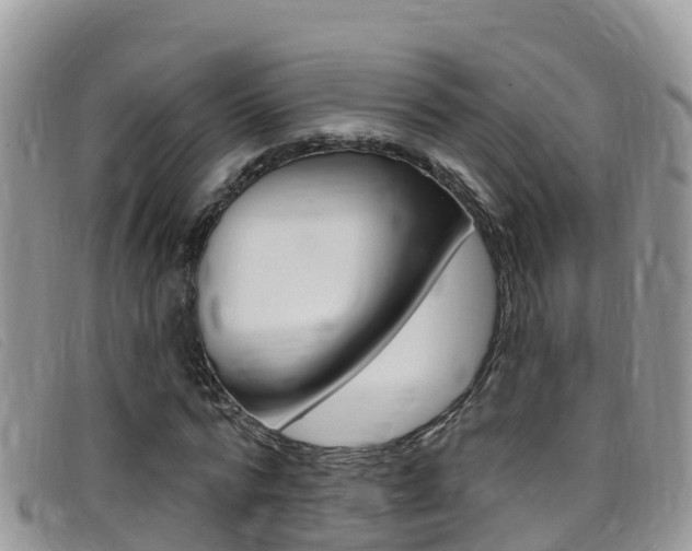 X0000099440776200805090747