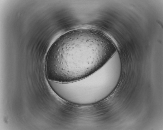 X0000099441483200805090737