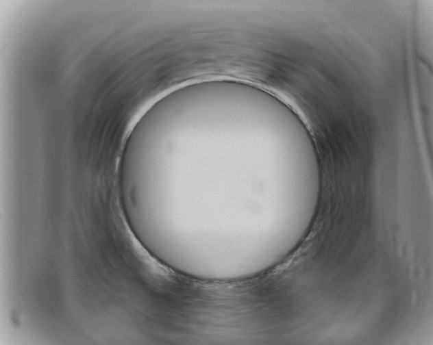 X0000099441524200805090737