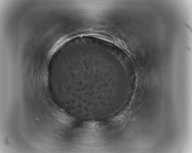 X0000099440295200805091319