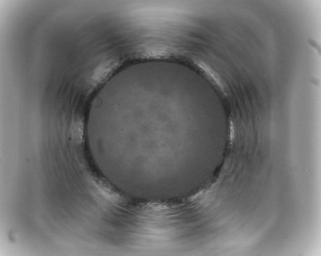 X0000099440640200805091313